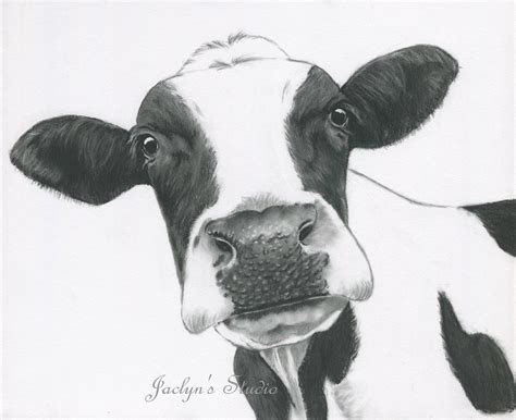 cute realistic cow drawing|realistic cute cow drawing.